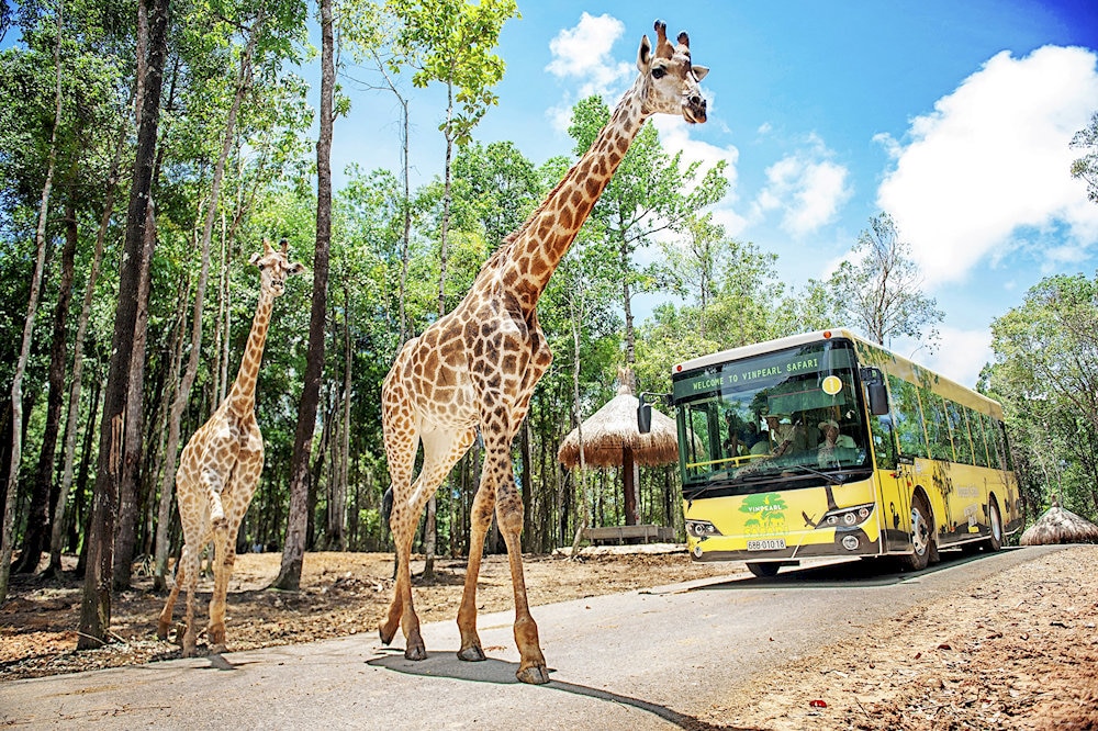 Vinpearl Safari Phu Quoc spans over 380 hectares as Vietnam's first open-zoo safari park, home to over 3,000 animals in natural habitats 
